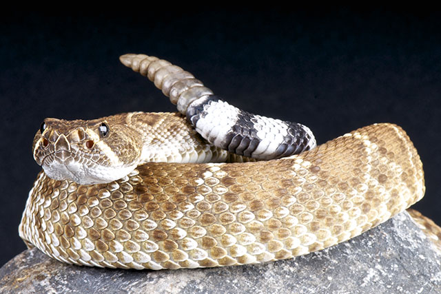 Image: New York Times admits that SNAKE VENOM is used to formulate Big Pharma’s dangerous drugs