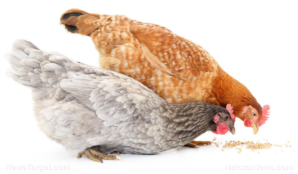 Image: CLAIM: Tractor Supply chicken feed allegedly laced with ingredients causing chickens to stop laying eggs; company board members tied to WEF, Jeffrey Epstein