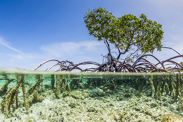 Image: Water purifier inspired by mangrove trees can draw salt from water